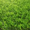 landscaping grass supplier in UAE (1) landscaping grass supplier in UAE (1)