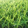 landscaping grass supplier in UAE (1) landscaping grass supplier in UAE (1)