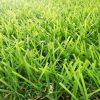 landscaping grass supplier in UAE (2) landscaping grass supplier in UAE (2)