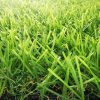 landscaping grass supplier in UAE (3) landscaping grass supplier in UAE (3)